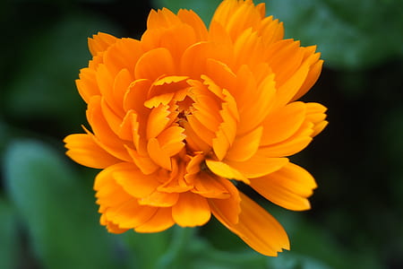 selective focus photo of orange calendula flower in bloom thumbnail