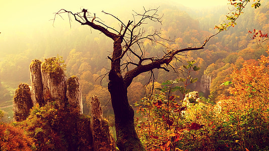brown bare tree near assorted-color leaves wallpaper thumbnail