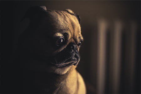 fawn pug puppy thumbnail