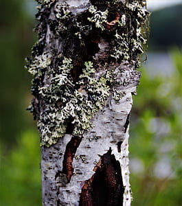 selective focus photograph of tree trunk thumbnail