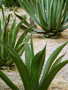 green agave plants thumbnail