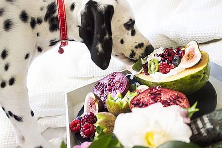 Black and White Dalmatian Dog Eating Fruits thumbnail
