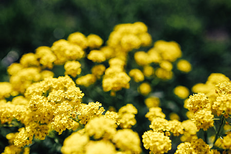 Small yellow flowers thumbnail