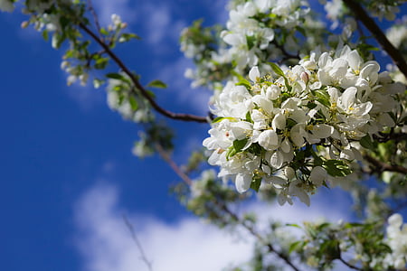 selective focus photography of white flowering tree thumbnail