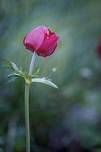 close-up photography of pink tulip flower thumbnail