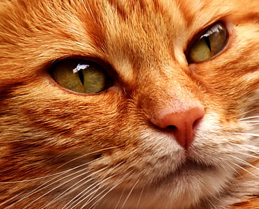 closeup photo of orange tabby kitten face thumbnail