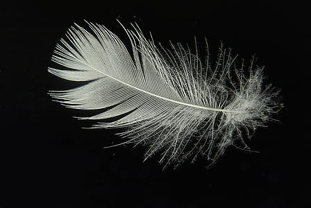 white feather photo thumbnail