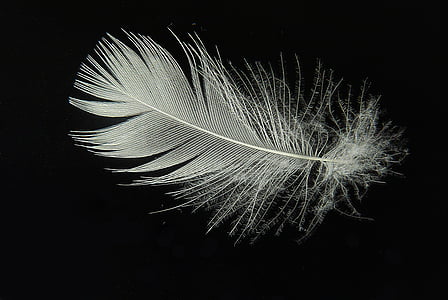 white feather thumbnail