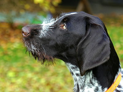 wire haired adult white and black German shorthaired pointer close-up photo thumbnail