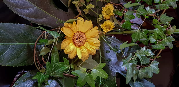 yellow sunflower thumbnail