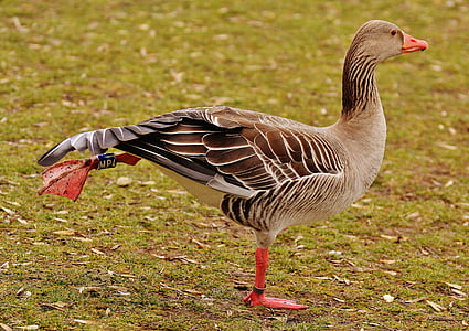 brown duck standing on grass field thumbnail