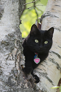 black cat on tree trunk at daytime thumbnail