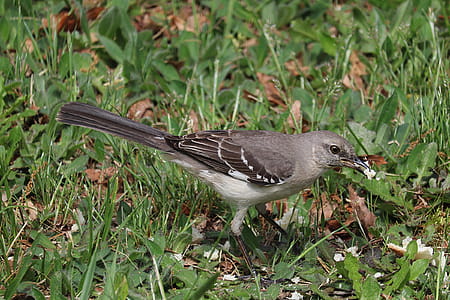 A grey bird searching for food. thumbnail