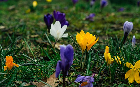 yellow and purple petaled flowers thumbnail