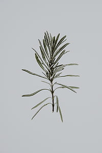 green linear leafed plant painting thumbnail