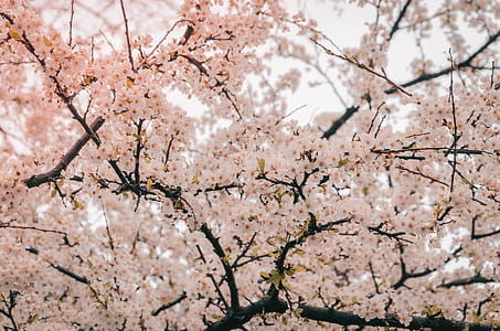 Photography of Cherry Blossom thumbnail
