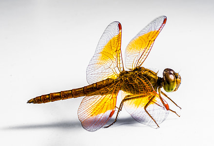 yellow and brown dragonfly thumbnail