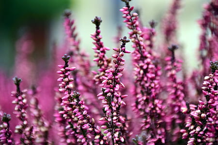 macro shot of lavender flower thumbnail