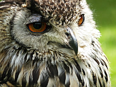 close-up photography of gray and black owl thumbnail