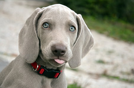 gray Weimaraner puppy thumbnail