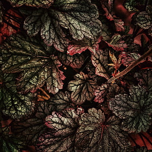 gray and red crotons plants thumbnail