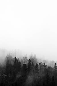 Trees thumbnail
