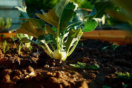 chinese cabbage thumbnail