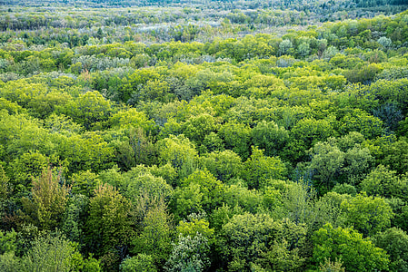 View of the Treetops from Levis Mound thumbnail