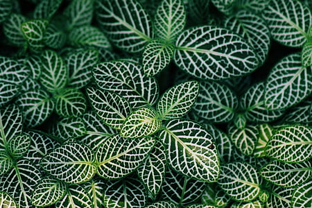 black and white leafed plants at daytime thumbnail