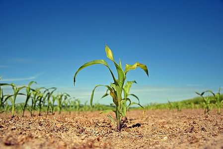 low-angle photography of field of green corn seedlings thumbnail