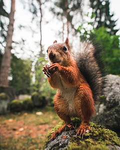 brown squirrel standing on gray rock thumbnail