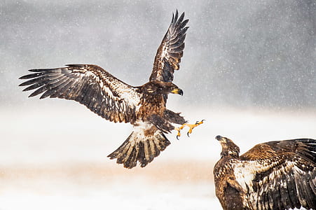 two brown falcons painting thumbnail
