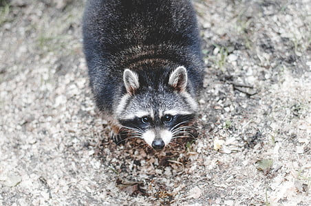 view of raccoon thumbnail