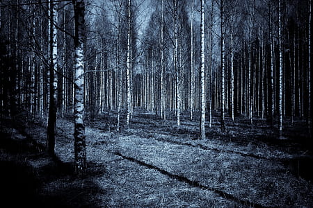 bare trees inside forest thumbnail