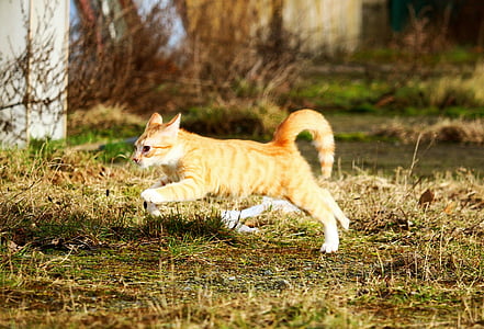 running orange cat thumbnail