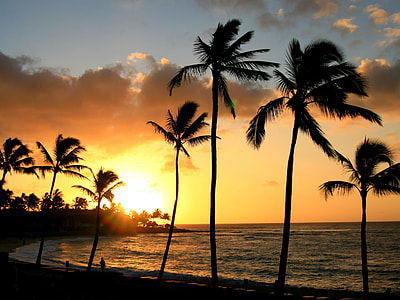 silhouette of coconut trees on seashore during golden hour thumbnail