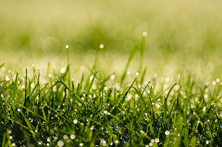close-up photography of water drops on green grass thumbnail