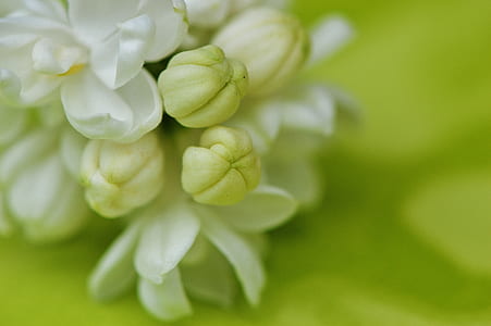 macro photography of white flowers thumbnail
