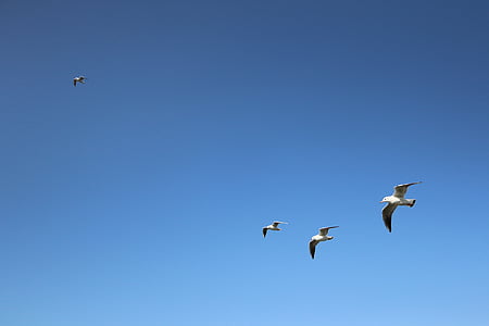 flock of seabirds thumbnail