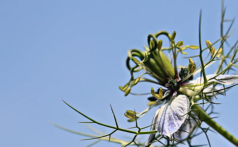 shallow focus photography of white flower thumbnail