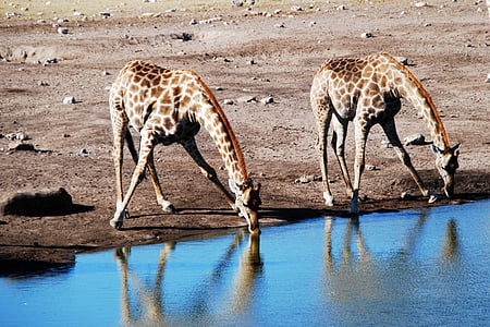 two giraffes drinking water thumbnail
