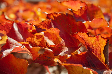 brown autumn leaves photo thumbnail