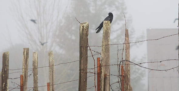 black hawk on brown fence thumbnail