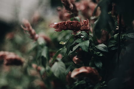 closeup photography of red flower thumbnail