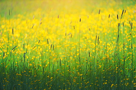 closeup photo of rapeseed flower field thumbnail
