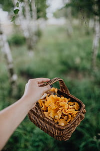 Picking mushrooms chantarelle in the woods thumbnail