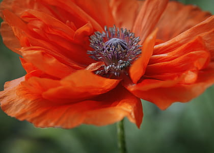 close-up photography of red petaled flower plant thumbnail