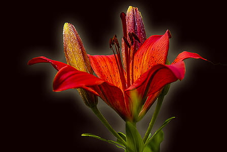 red lily flower against black background thumbnail