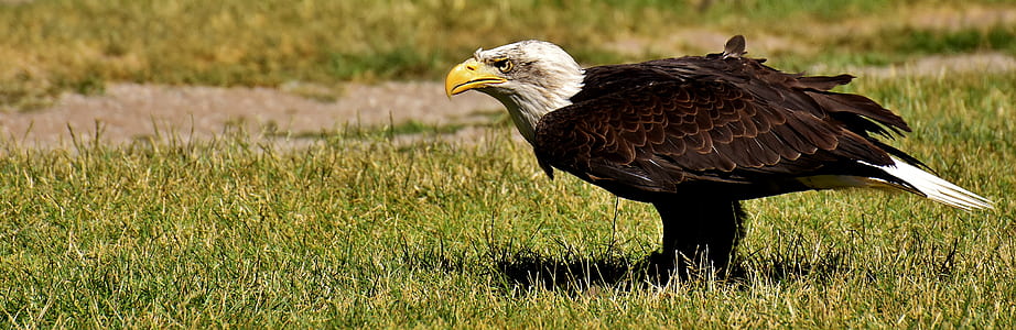 bald eagle on ground thumbnail