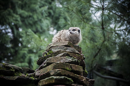 meerkat sitting on stacked rocks during daytime thumbnail